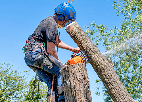 tree service Fontana ca