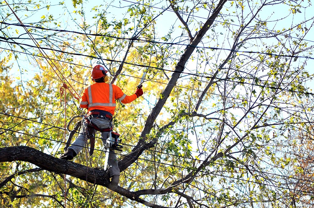 tree service Fontana ca