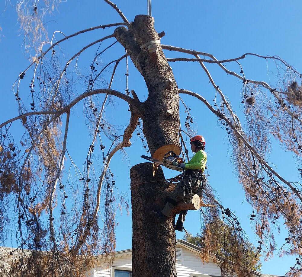 tree service Fontana ca